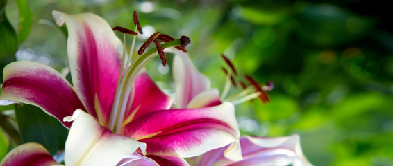 Oriental Trumpet Lily Mr. Job