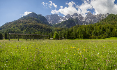 Meadow in the julian Alps in Slovenia