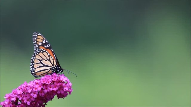 Monarch Butterfly (Danaus Plexippus) feeds on purple butterfly bush flowers