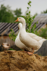 Goose