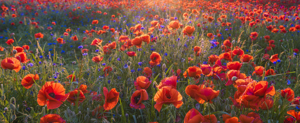 Red poppies in the evening light