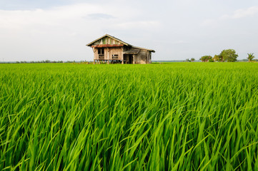 view of paddy field with abandoned house in the middle of paddy field