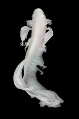 Afwasbaar fotobehang witte draak © AEyZRiO