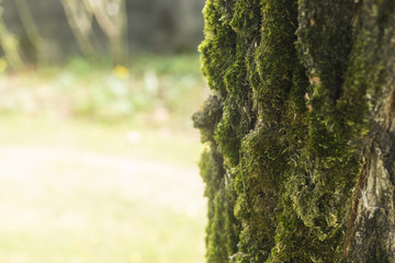 Obraz premium Sun rays on tree bark with moss