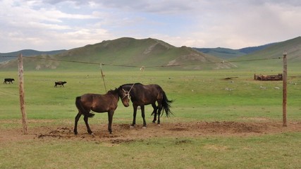 Fototapeta premium Chevaux sauvages en Mongolie