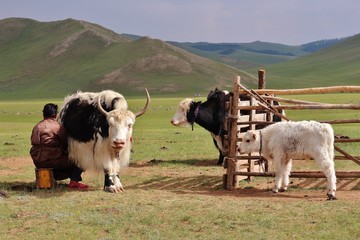 Eleveurs de yaks en Mongolie