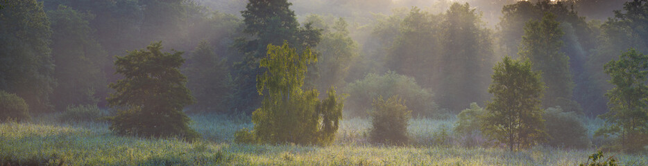 the sun shining through the fog on forest clearing © Mike Mareen