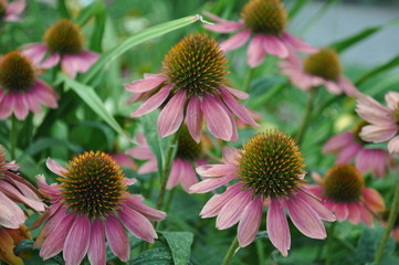 Blume
