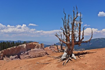 Vertrocknete Methusalehkiefer auf einer roten Klippe im Cedar Breaks National Monument in Utah © Armin Hering