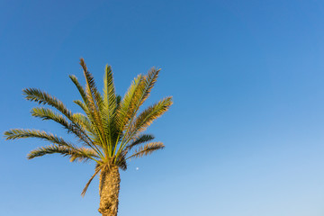 Blick auf grüne Palma vor blauen Himmel