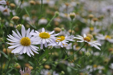 Obraz premium Blume