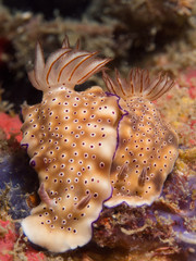 couple nudibranch