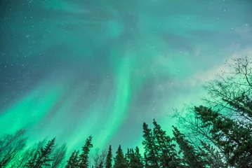 Rolgordijnen Green aurora borealis swirling behind silhouetted trees © Elizabeth
