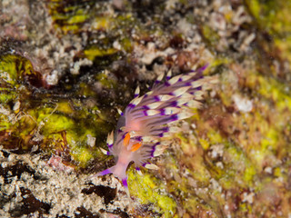 pink nudibranch on the coral