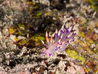 pink nudibranch on the coral