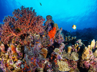 Obraz na płótnie Canvas Coralline in Sipadan