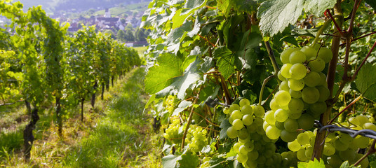 Weinberge Reben
