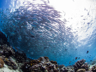 school of jackfish in sipadan island