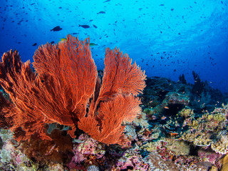Fototapeta na wymiar Coralline in Sipadan