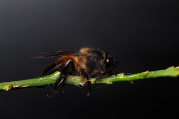 Close up macro stingless female Apis Mellifera or honey bee stays on leaf isolated on black or dark background
