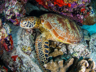 Naklejka na ściany i meble turtle rest between rock underwater