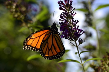HARMONY IN THE GARDEN 8-19-79