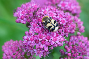 Spotted beetle on red flowers