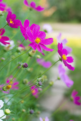 Cosmos in garden