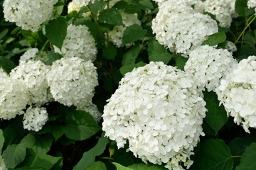 6月梅雨 初夏アナベル 西洋アジサイ 