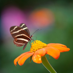 Butterfly on Flower