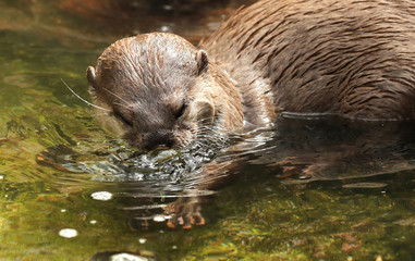 Close up of an Oriental Short Clawed Otter catching crabs