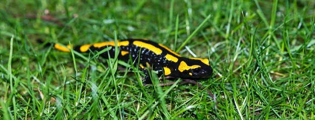 Feuersalamander (Salamandra salamandra terrestris) kriecht über eine Wiese, Harz, Ostharz,...