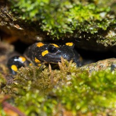 Feuersalamander (Salamandra salamandra terrestris) schaut aus einer Höhle zwischen Steinen und Moos, Harz, Ostharz, Sachsen-Anhalt, Deutschland 