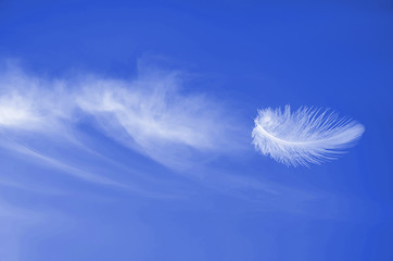 Soaring flight of white fluffy feather at blue sunny sky