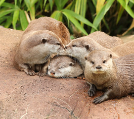 A family of Oriental Short Clawed Otters cuddling