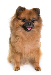 pomeranian spitz in studio