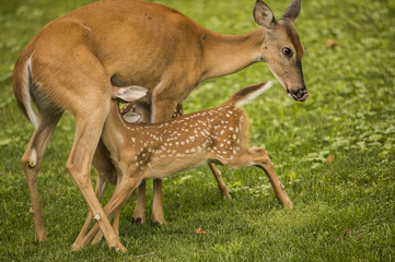 WHITETAIL FAWNS NURSING ON DOE