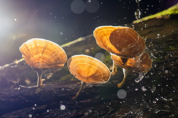 Close up mushroom