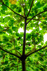 green leaves with white background and sun light with some space