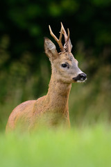 Starker Rehbock am Waldrand auf einer Wiese