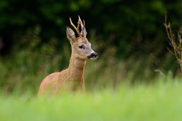Starker Rehbock am Waldrand auf einer Wiese