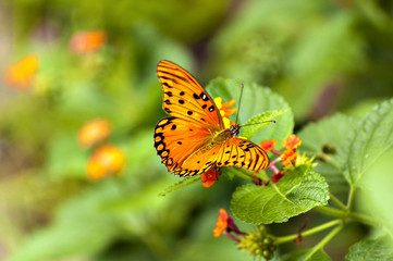 Small butterfly