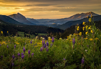 Colorful wildflower field above Crested butte at sunrise - obrazy, fototapety, plakaty