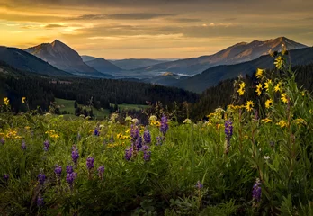 Foto op Canvas Colorful wildflower field above Crested butte at sunrise © Hale M. Kell