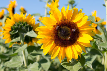 Sonnenblumen, Bienen, blauer Himmel