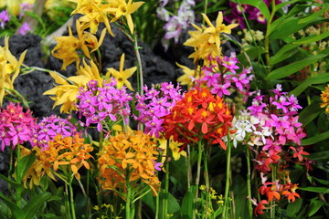 Obraz premium Orchid Flower in Japan