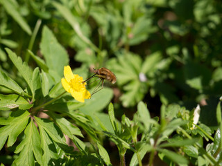 Large Bee-fly (Bombylius major)sucks nectar from a flower.