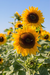 Sonnenblumen, blauer Himmel, Bienen