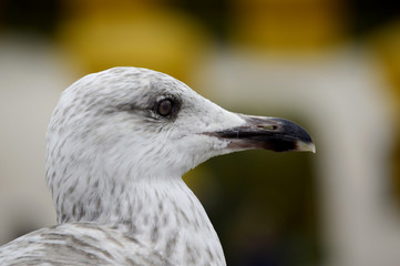 Portrait junge Möwe