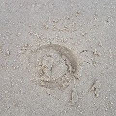 Hufeisenabdruch am Strand